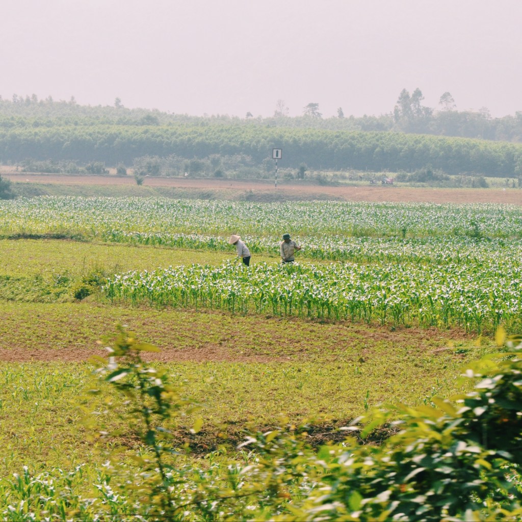 Next Destination: Phong&nbsp;Nha